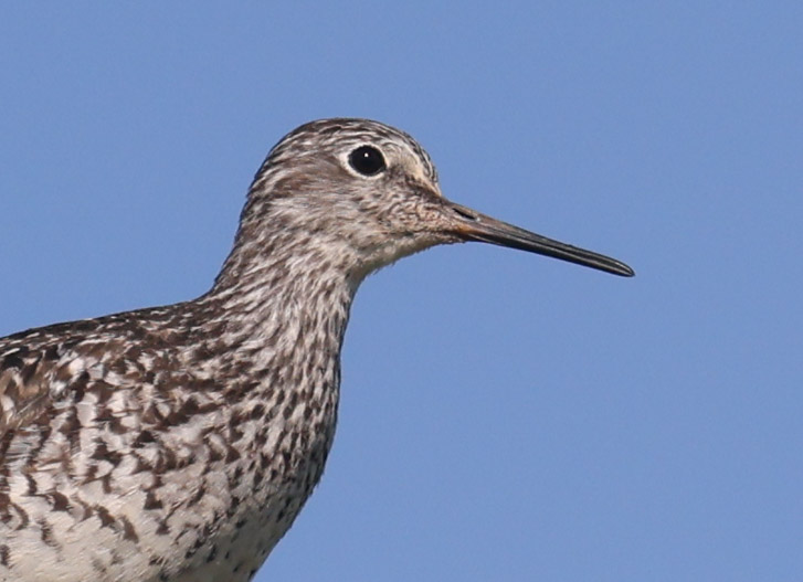 Lesser Yellowlegs photo #4