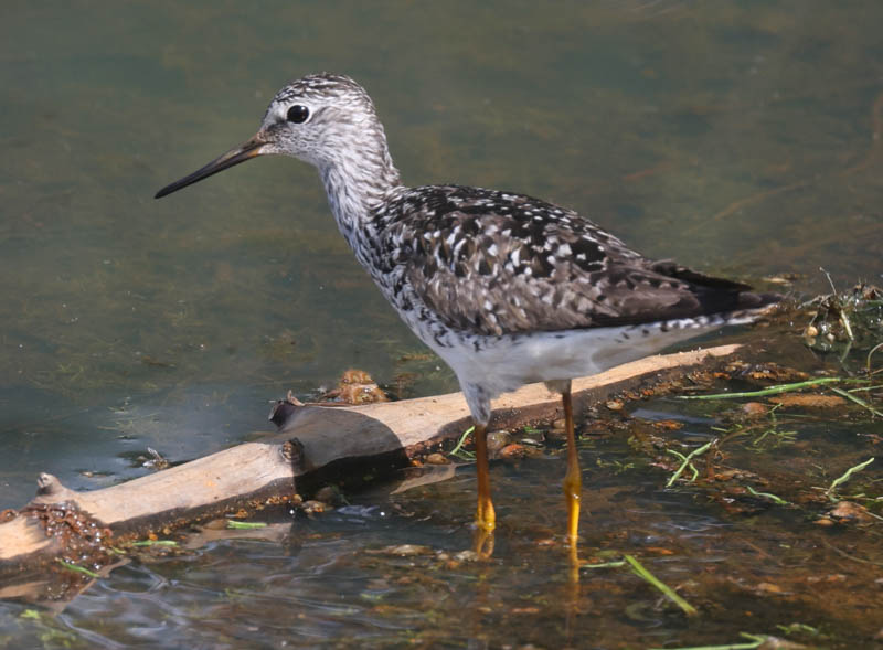 Lesser Yellowlegs photo #5