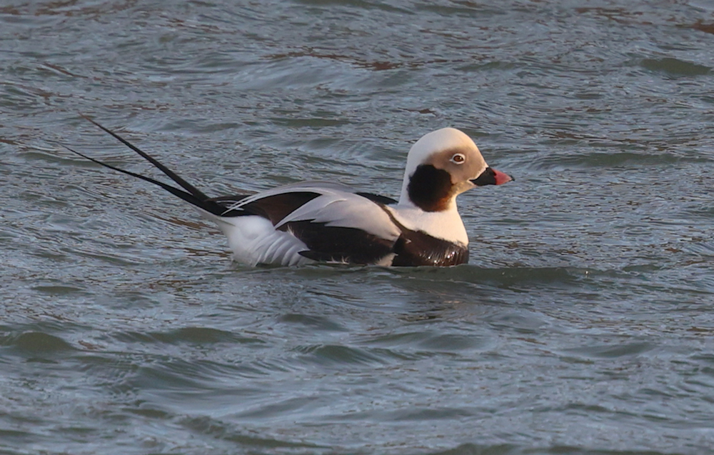 Long-tailed Duck
