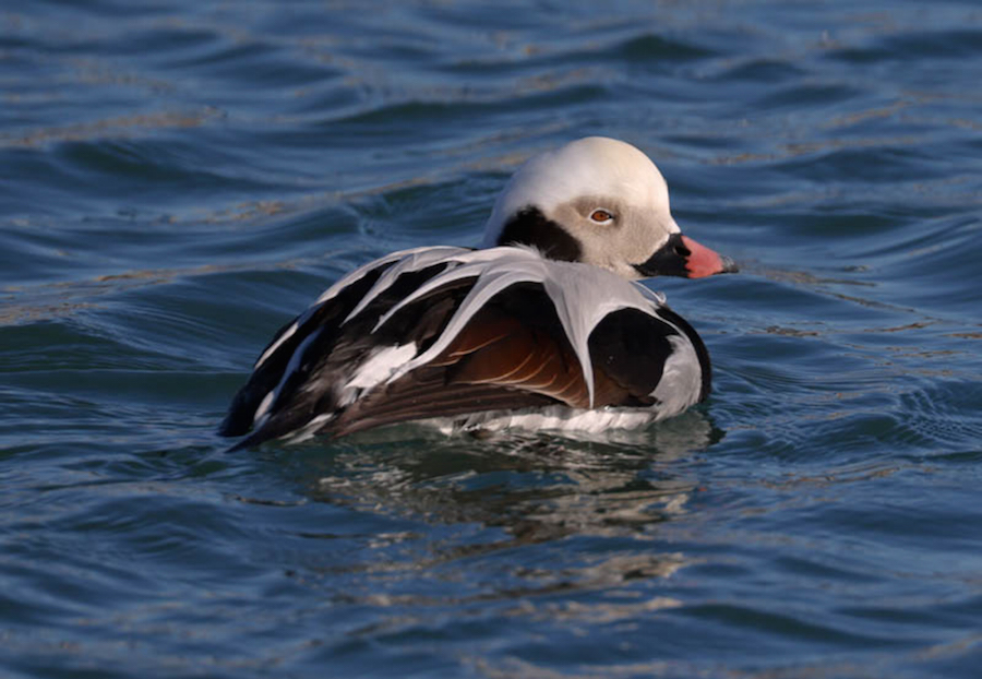 Long-tailed Duck