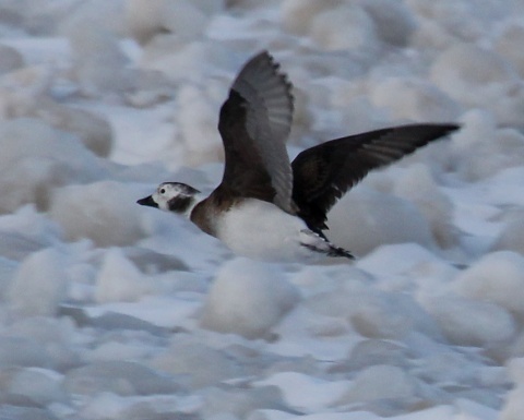 Long-tailed Duck (female in flight)