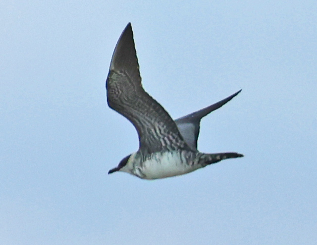 Long-tailed Jaeger (sub-adult)