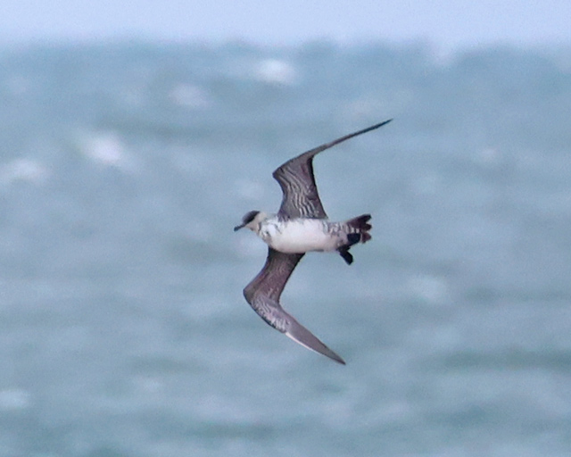 Long-tailed Jaeger (sub-adult)