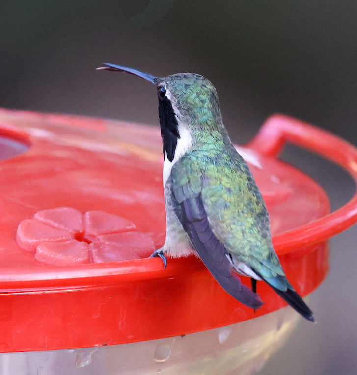 Lucifer Hummingbird