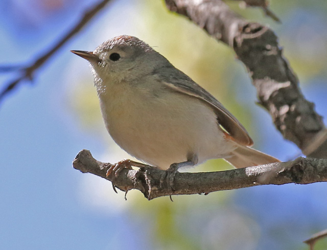 Lucy's Warbler photo #1