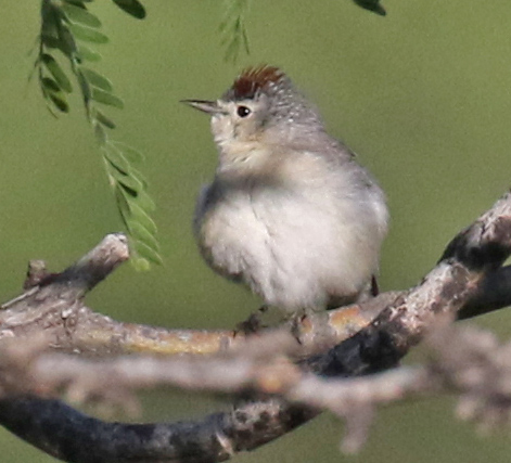 Lucy's Warbler photo #3