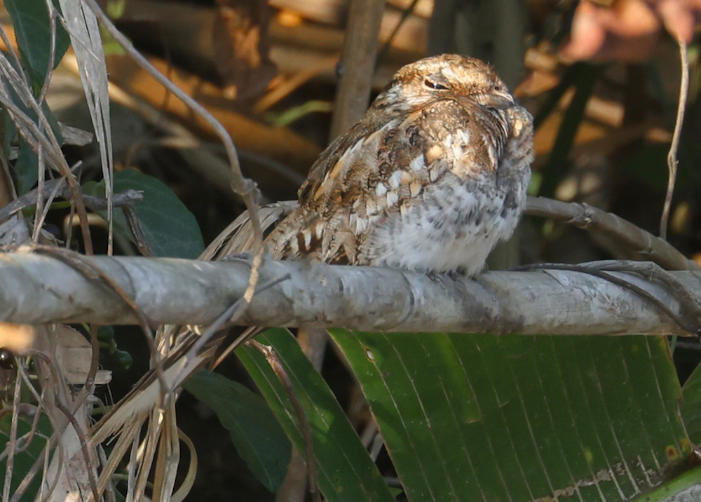 Ladder-tailed Nightjar