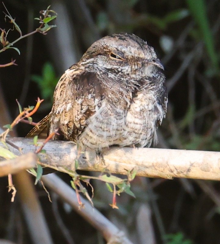 Ladder-tailed Nightjar