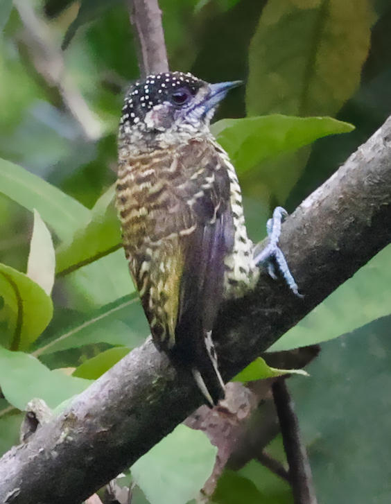 Lafresnaye's Piculet