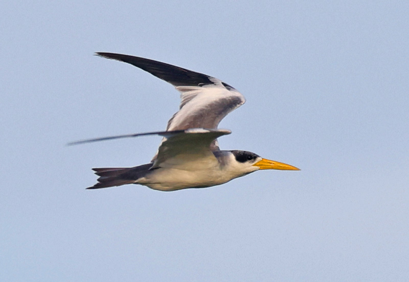 Large-billed Tern