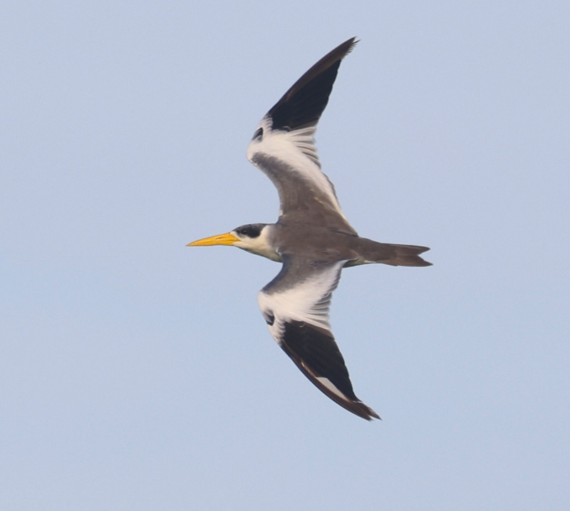 Large-billed Tern