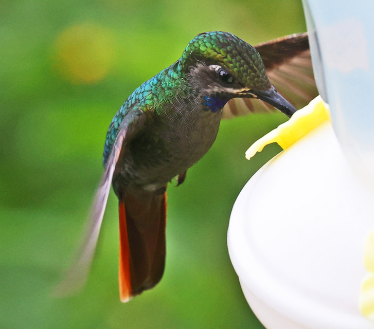 Lazuline Sabrewing