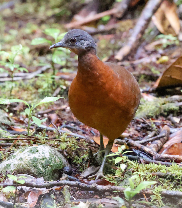 Little Tinamou