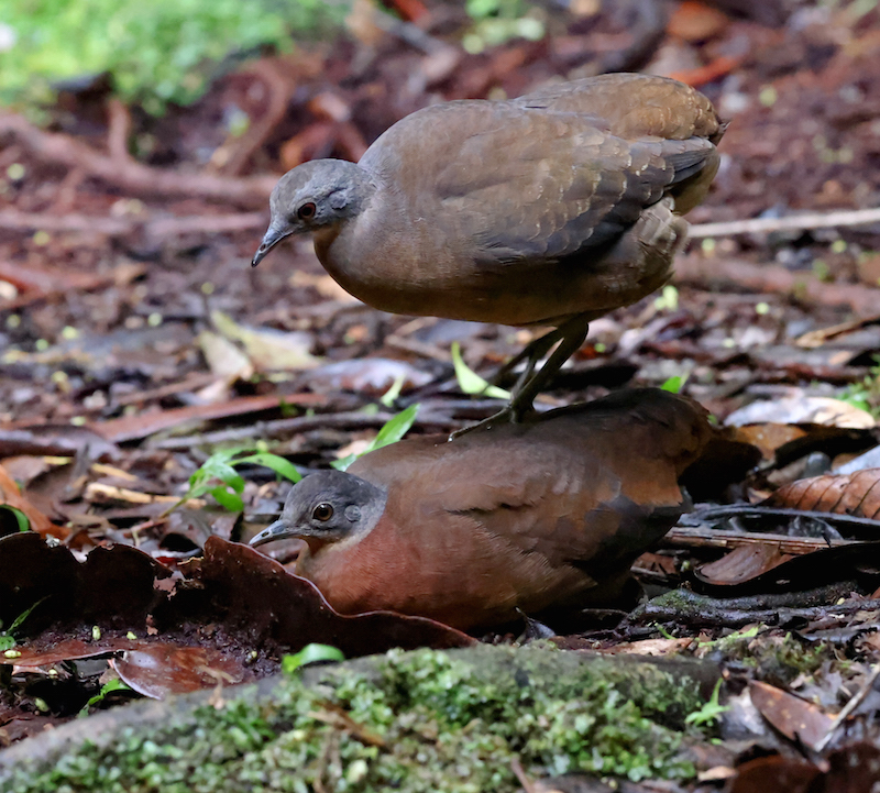 Little Tinamou