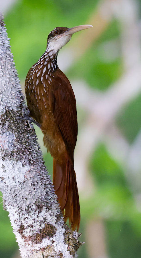 Long-billed Woodcreeper
