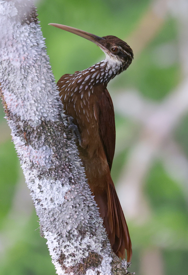 Long-billed Woodcreeper