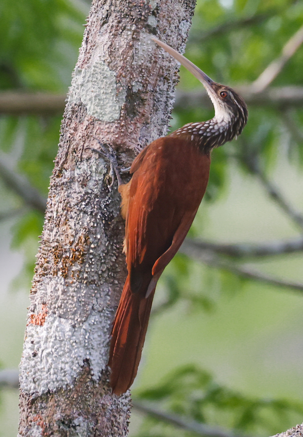 Long-billed Woodcreeper