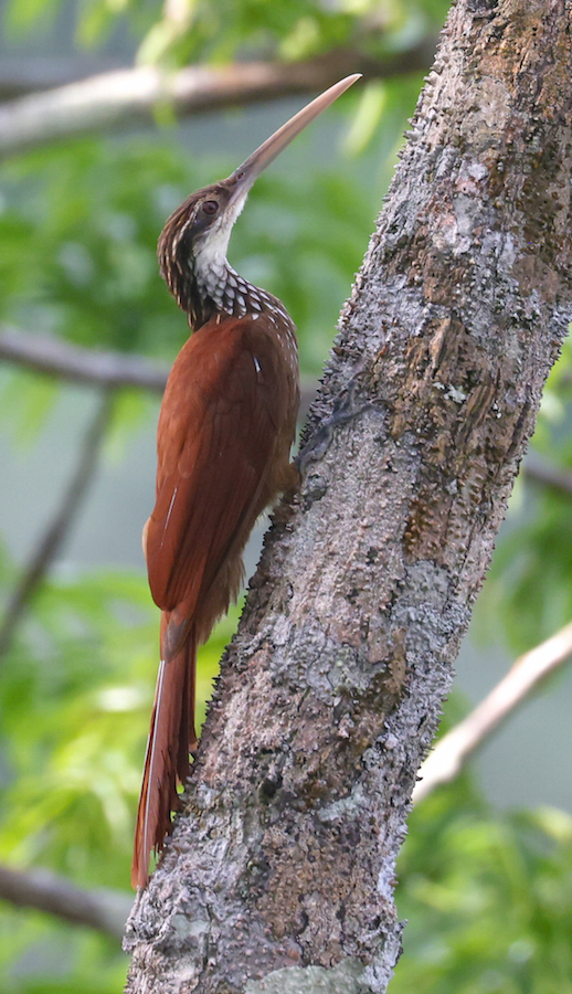 Long-billed Woodcreeper