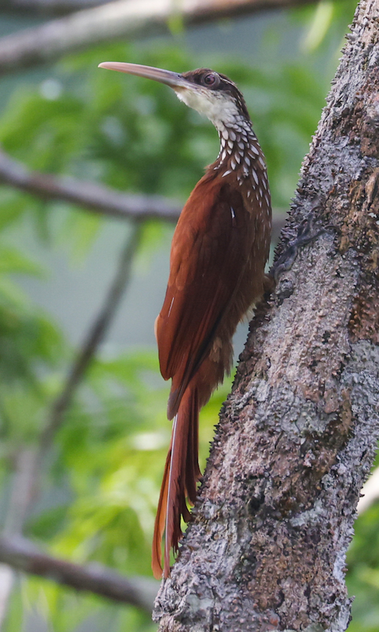 Long-billed Woodcreeper
