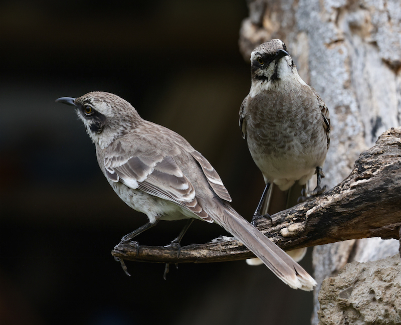 Long-tailed Mockingbird