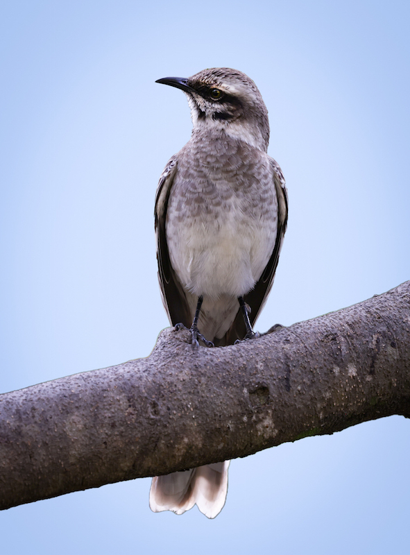Long-tailed Mockingbird