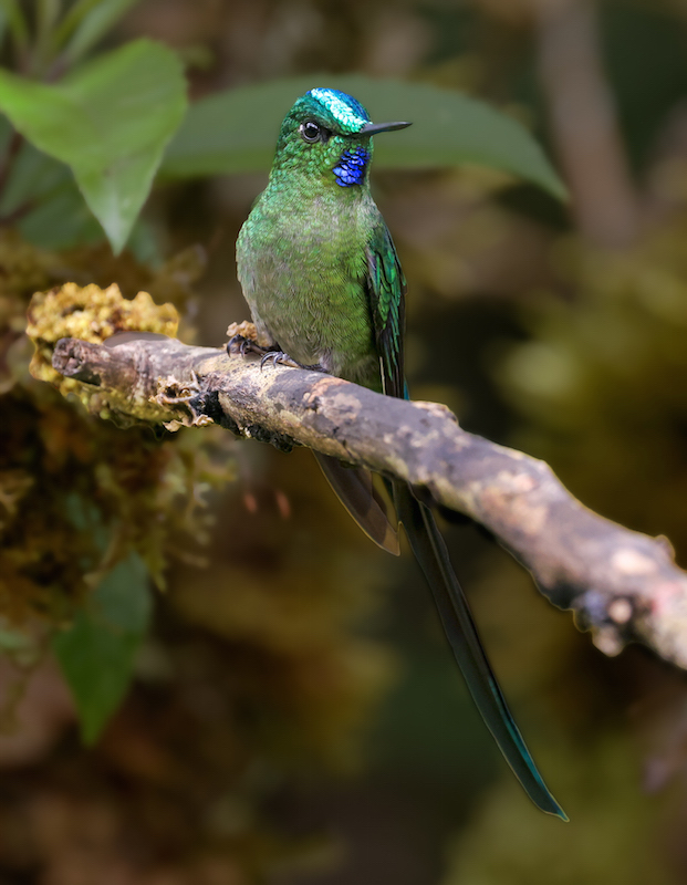Long-tailed Sylph