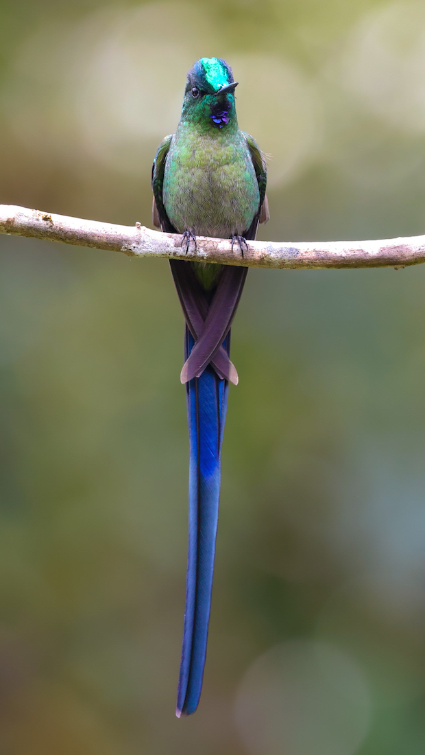 Long-tailed Sylph 