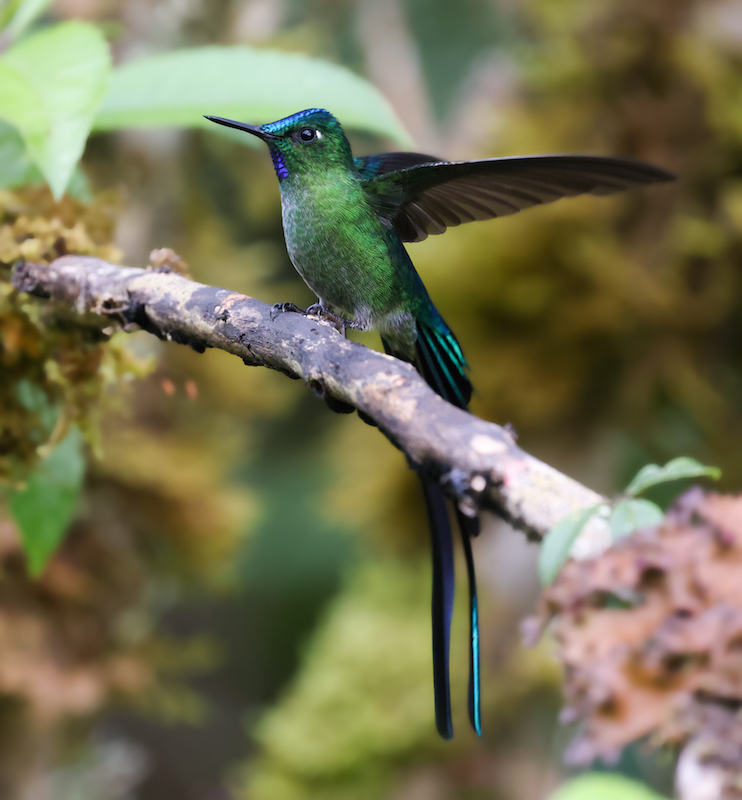 Long-tailed Sylph
