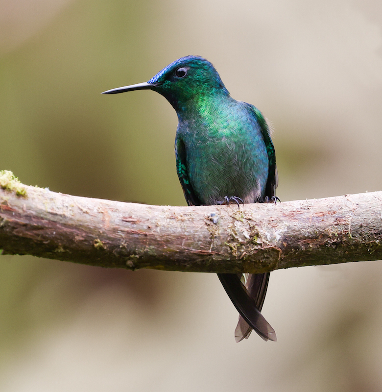 Long-tailed Sylph 