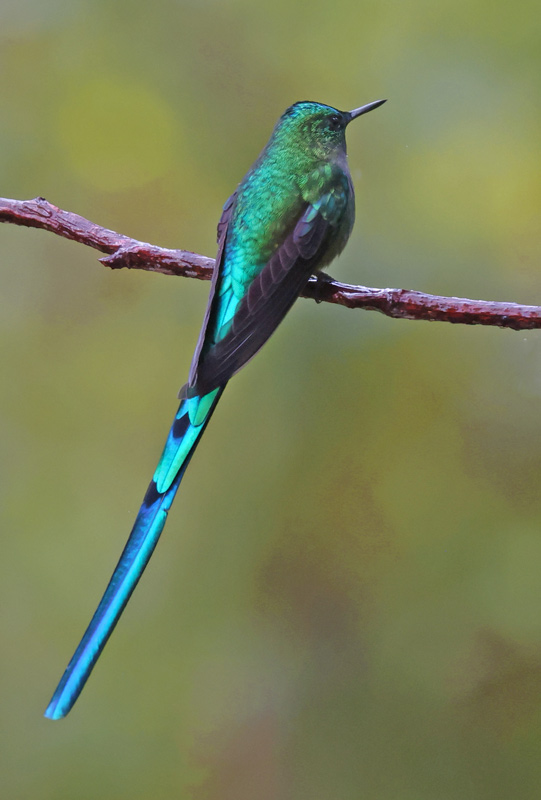 Long-tailed Sylph 