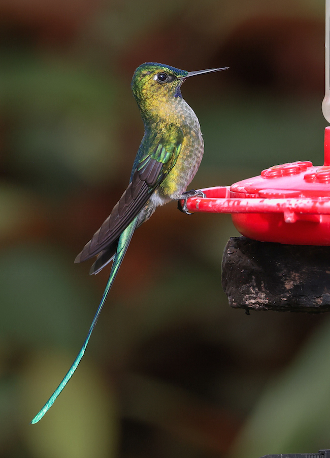 Long-tailed Sylph