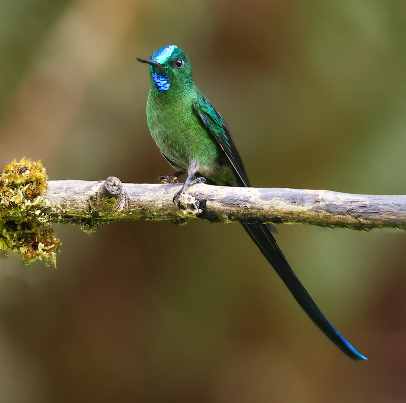 Long-tailed Sylph