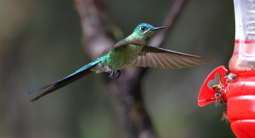 Long-tailed Sylph