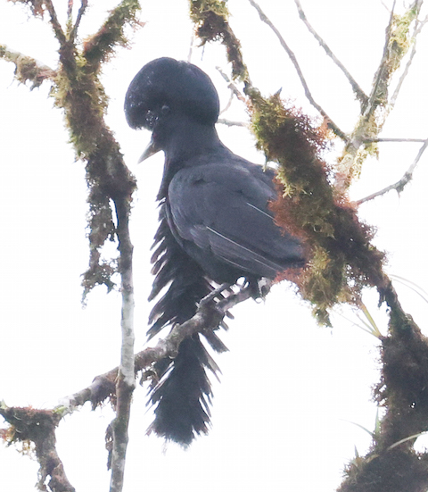 Long-wattled Umbrellabird