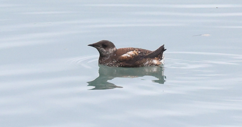 Marbled Murrelet