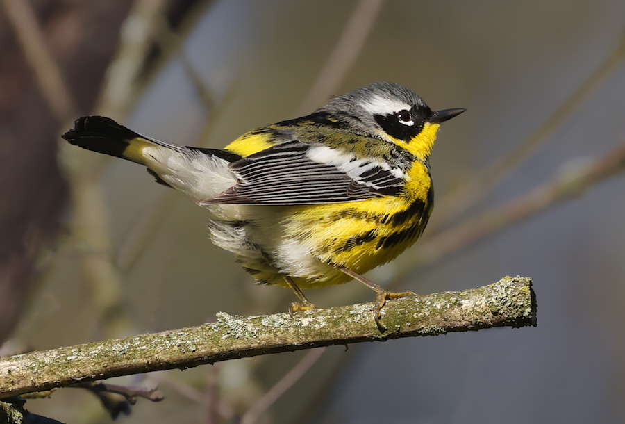 Magnolia Warbler