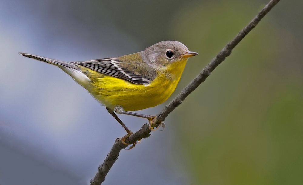 Magnolia Warbler