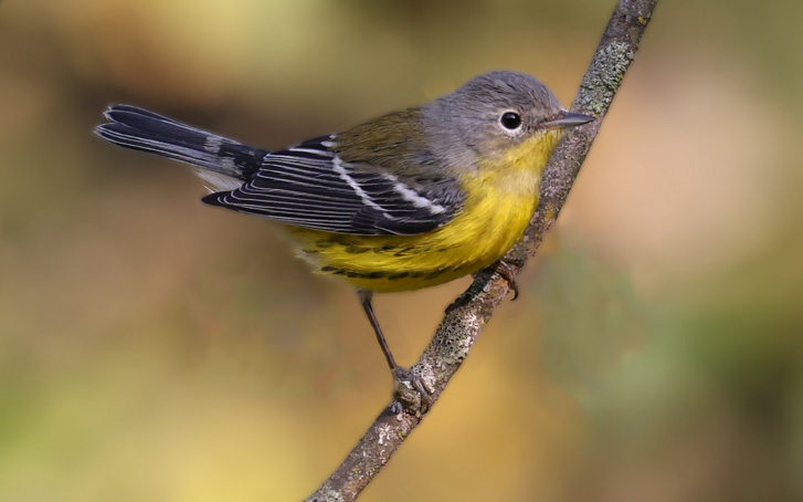 Magnolia Warbler