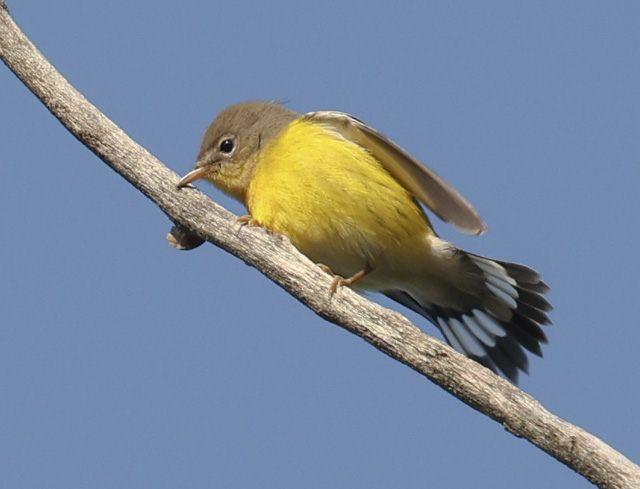 Magnolia Warbler
