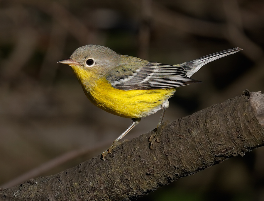 Magnolia Warbler