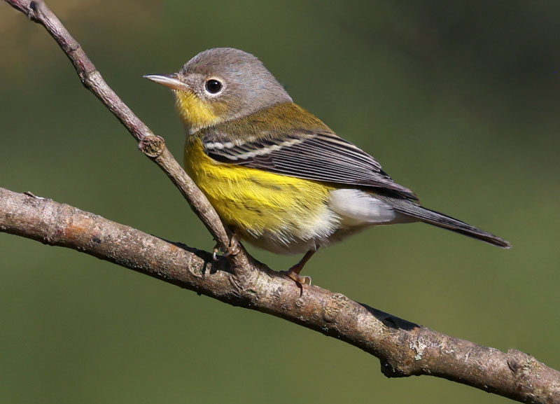 Magnolia Warbler
