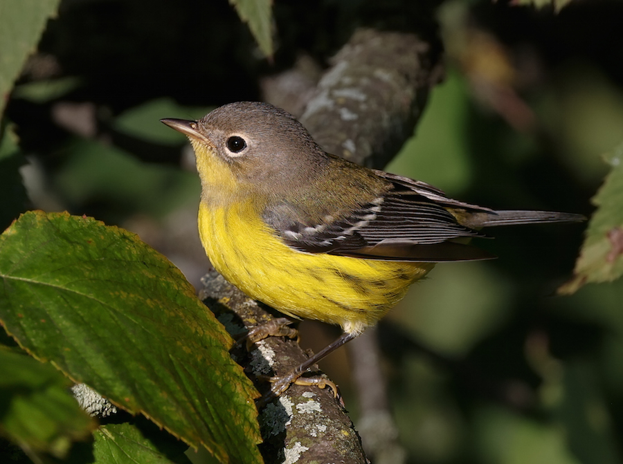 Magnolia Warbler