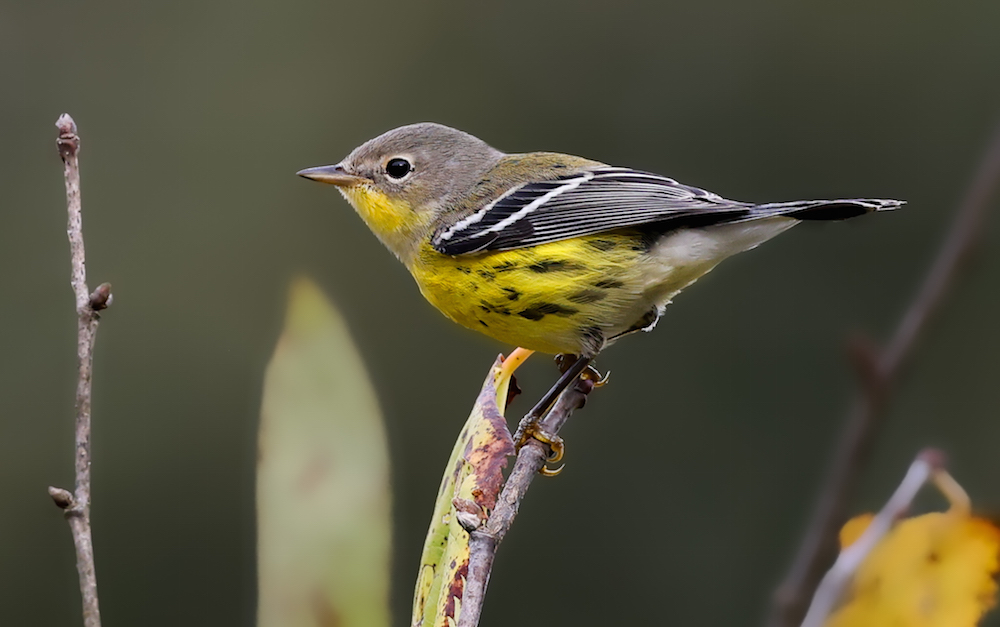 Magnolia Warbler