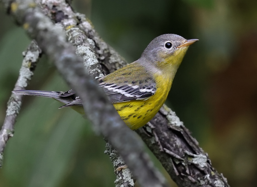 Magnolia Warbler