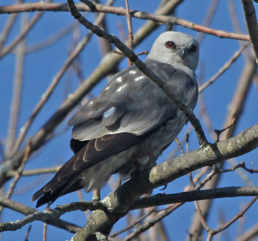 mississippi kite male and female differences