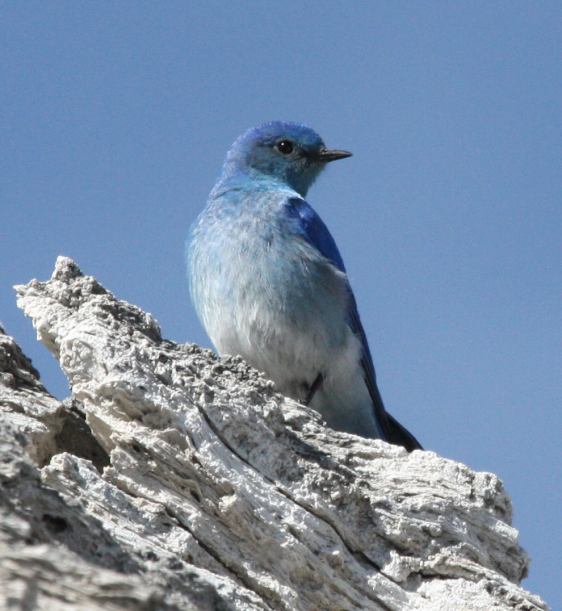 Mountain Bluebird photo #1