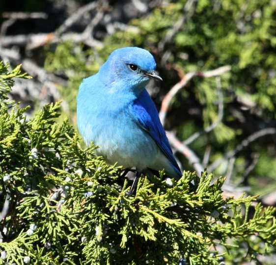 Mountain Bluebird photo #2