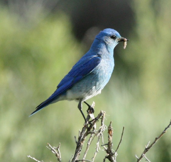 Mountain Bluebird photo #3