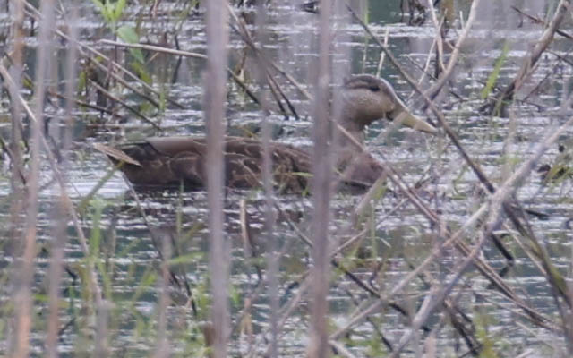 Mottled Duck