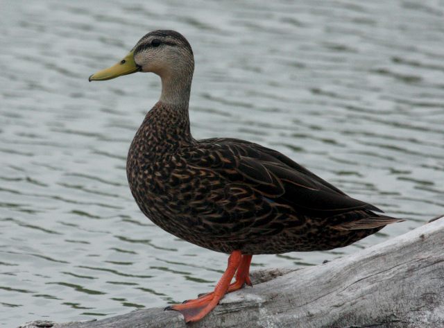 Mottled Duck Photo 4